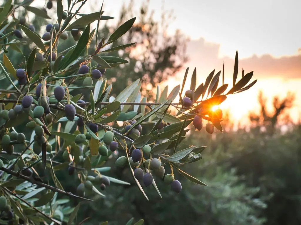 olive-tree-facts-about-crete